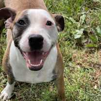 Thumbnail photo of Sadie #4