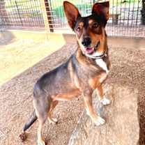 Thumbnail photo of Honey FOSTER #3