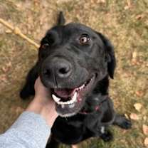 Thumbnail photo of Rex #2