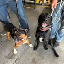 Thumbnail photo of Rex #3