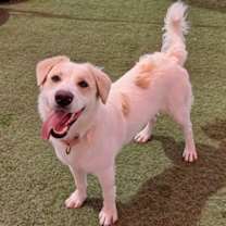 adopt-pet