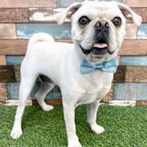 Thumbnail photo of Pugsley #2