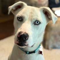 Thumbnail photo of Dundee #3