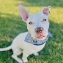 Thumbnail photo of Noodle #2