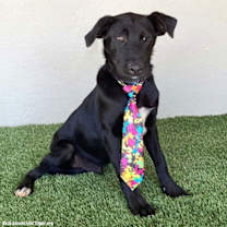 Thumbnail photo of Samson #2