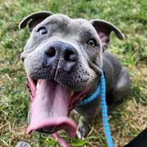 Thumbnail photo of Bearberry #1