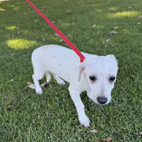 Thumbnail photo of Pablo #1