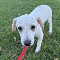 Thumbnail photo of Pablo #3