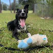 Thumbnail photo of Randall #4