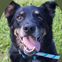 Thumbnail photo of Ross #1