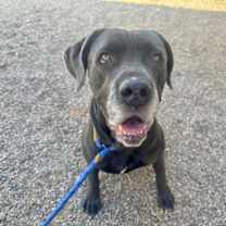 adopt-pet