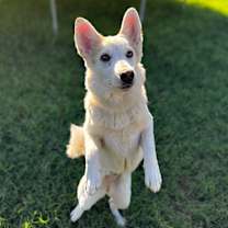 adopt-pet