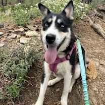 adopt-pet