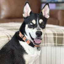 adopt-pet