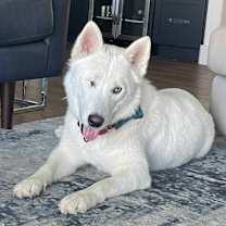 Thumbnail photo of Corvinus #1