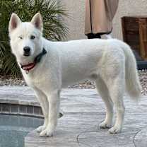 Thumbnail photo of Corvinus #2