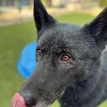 adopt-pet