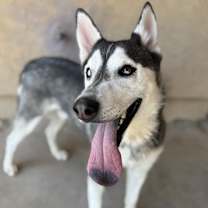 adopt-pet