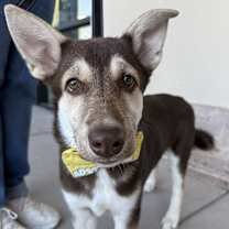 adopt-pet