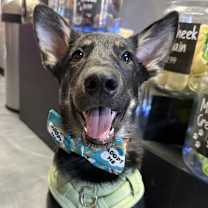 adopt-pet