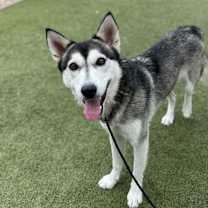 adopt-pet