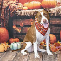 adopt-pet