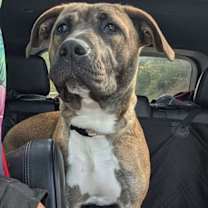 Thumbnail photo of Ardis #1