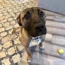 Thumbnail photo of Ardis #2