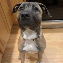 Thumbnail photo of Ardis #3