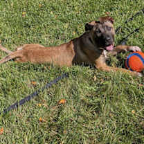 Thumbnail photo of Ardis #4