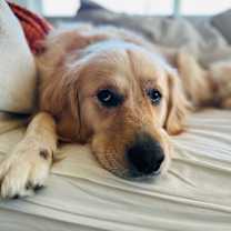 Thumbnail photo of Murphy #6170 #4