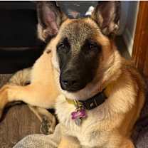 Thumbnail photo of Amelia in OR #1