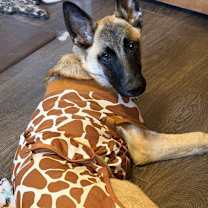 Thumbnail photo of Amelia in OR #2