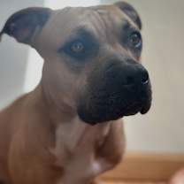 Thumbnail photo of Jax/Lil Bill #1