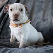 adopt-pet