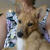 Thumbnail photo of Pippi #1