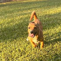 Thumbnail photo of Pippi #2