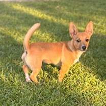 Thumbnail photo of Pippi #4