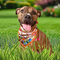 Thumbnail photo of Rigby #4