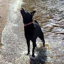 adopt-pet