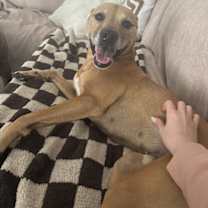 Thumbnail photo of Huncho #3