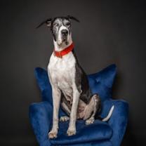 Thumbnail photo of Penny - PENDING #2