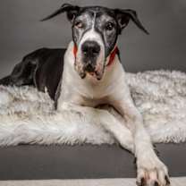 Thumbnail photo of Penny - PENDING #3