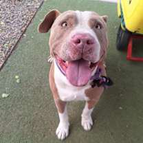 adopt-pet