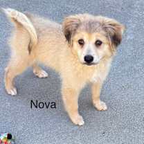 Thumbnail photo of Nova #2