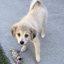 Thumbnail photo of Nova #3