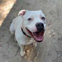 Thumbnail photo of Leon #2