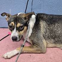 Thumbnail photo of Lucy #3