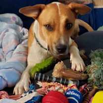 adopt a pet