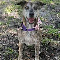 Thumbnail photo of Ringo #3